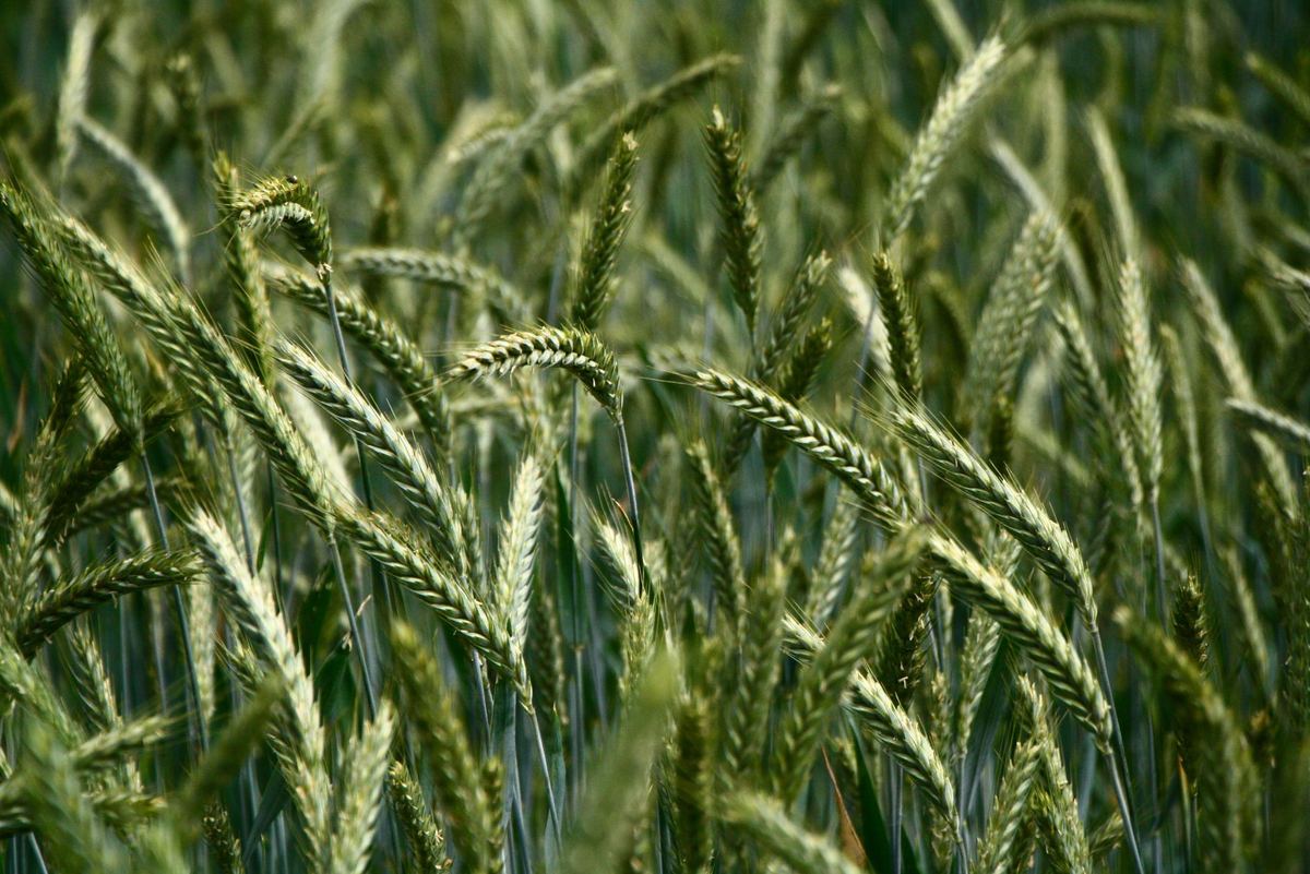 Difference Between Natural and Organic Farming in India