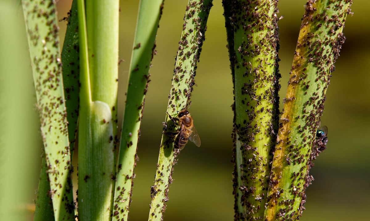 Natural Farming Pest Management Records: NMNF Guide