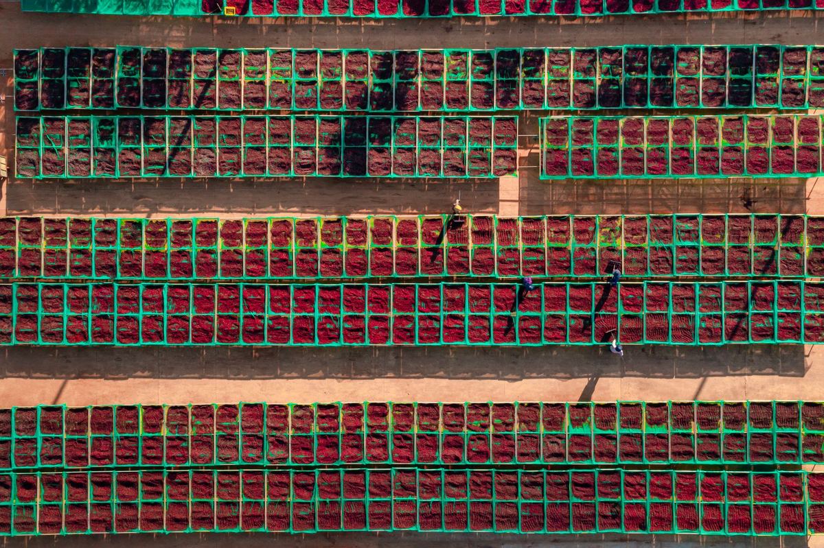 North East Organic Export: Tracenet for MOVCDNER