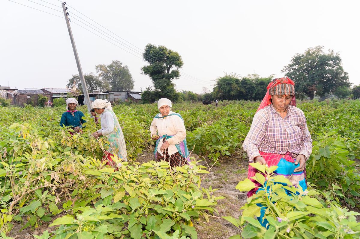 PKVY Farmer Renewal: Avoid PGS India Rejections