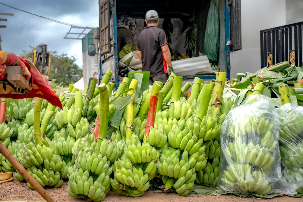 Streamline Export Paperwork for Organic Produce